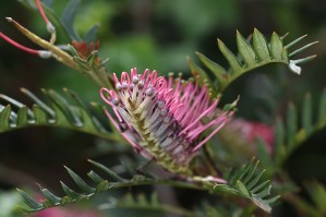 Grevillea Flower In Pink